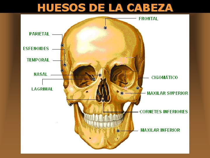 HUESOS DE LA CABEZA 