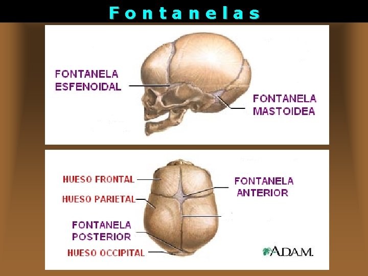 Fontanelas 