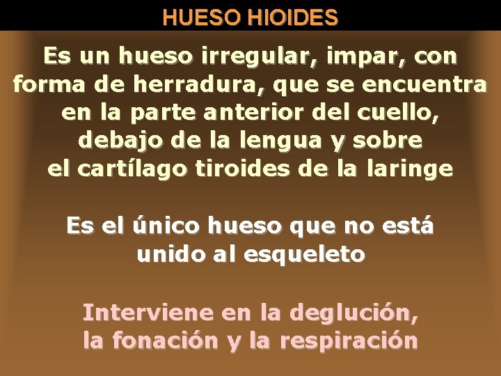 HUESO HIOIDES Es un hueso irregular, impar, con forma de herradura, que se encuentra