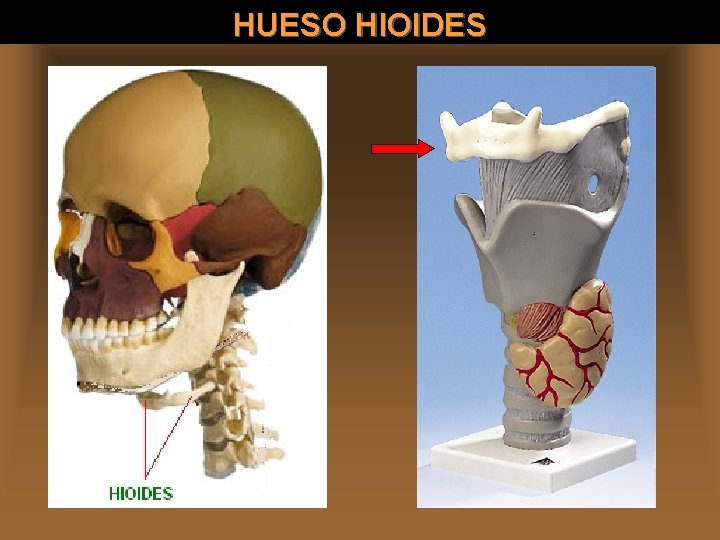 HUESO HIOIDES 
