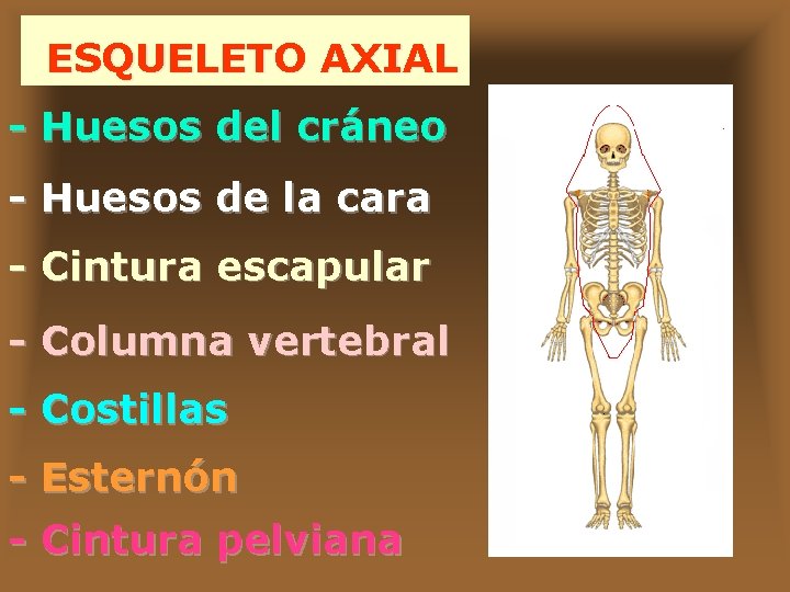 ESQUELETO AXIAL - Huesos del cráneo - Huesos de la cara - Cintura escapular