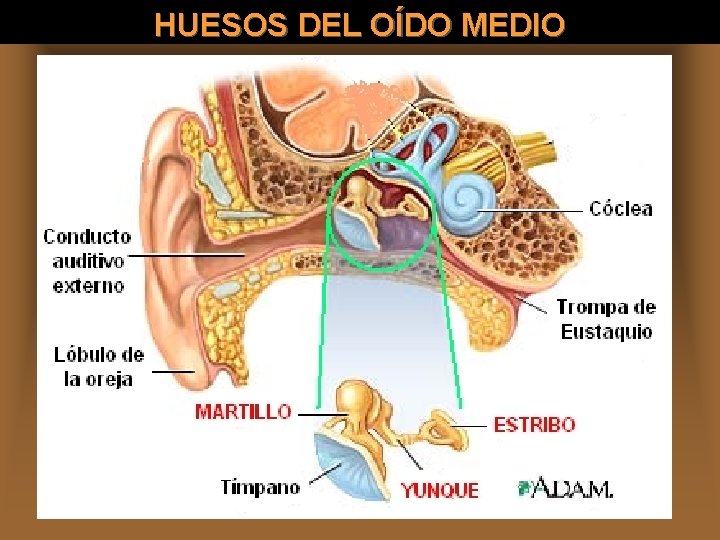 HUESOS DEL OÍDO MEDIO 