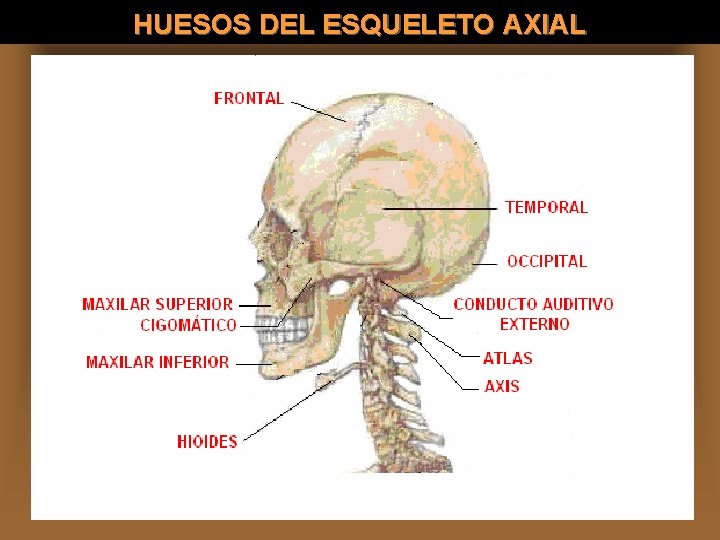 HUESOS DEL ESQUELETO AXIAL 