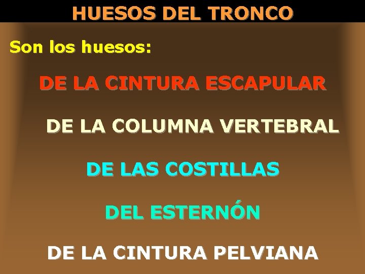 HUESOS DEL TRONCO Son los huesos: DE LA CINTURA ESCAPULAR DE LA COLUMNA VERTEBRAL