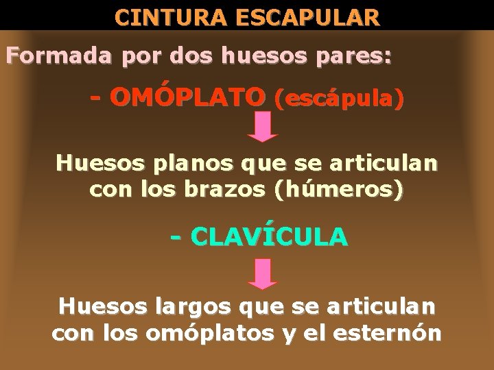 CINTURA ESCAPULAR Formada por dos huesos pares: - OMÓPLATO (escápula) Huesos planos que se