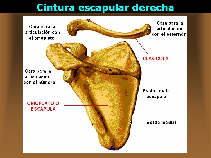 Cintura escapular derecha 