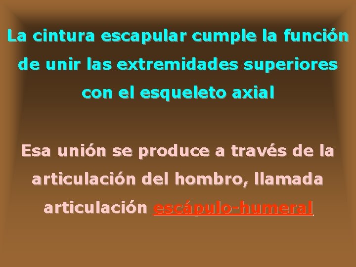 La cintura escapular cumple la función de unir las extremidades superiores con el esqueleto