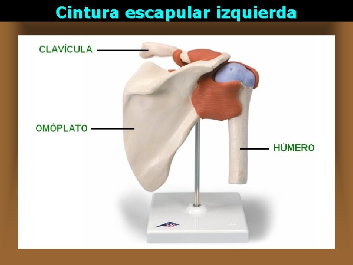 Cintura escapular izquierda 