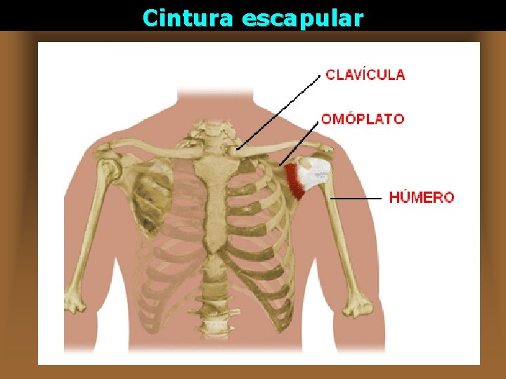 Cintura escapular 