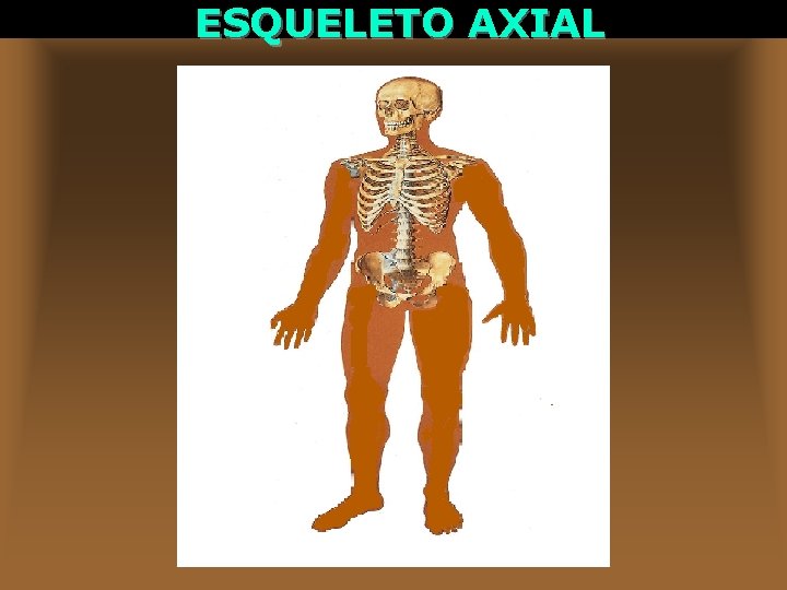 ESQUELETO AXIAL 