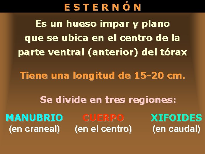 ESTERNÓN Es un hueso impar y plano que se ubica en el centro de