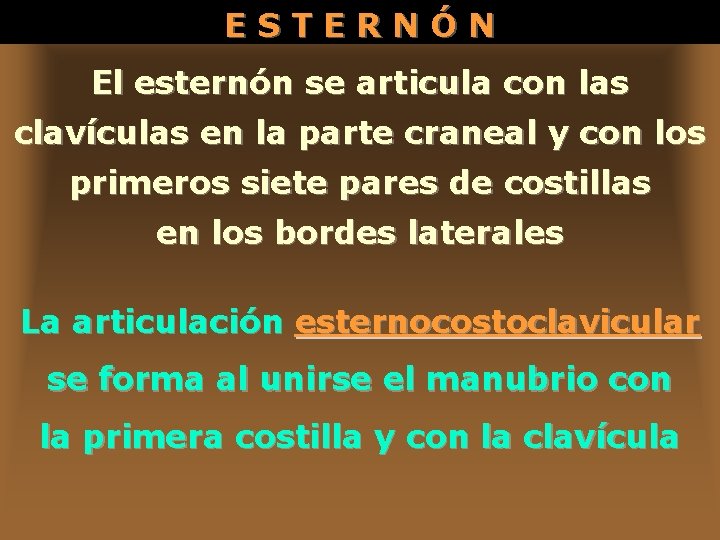 ESTERNÓN El esternón se articula con las clavículas en la parte craneal y con