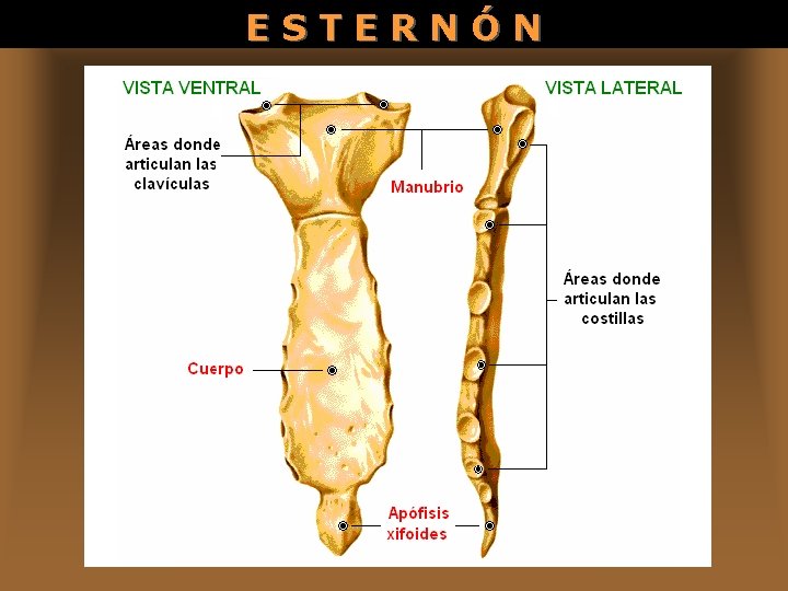 ESTERNÓN 