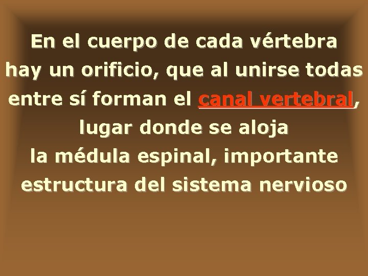 En el cuerpo de cada vértebra hay un orificio, que al unirse todas entre