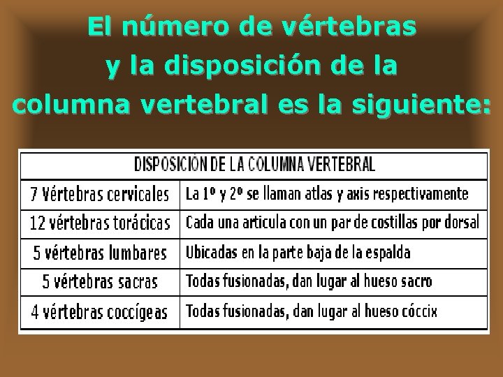 El número de vértebras y la disposición de la columna vertebral es la siguiente: