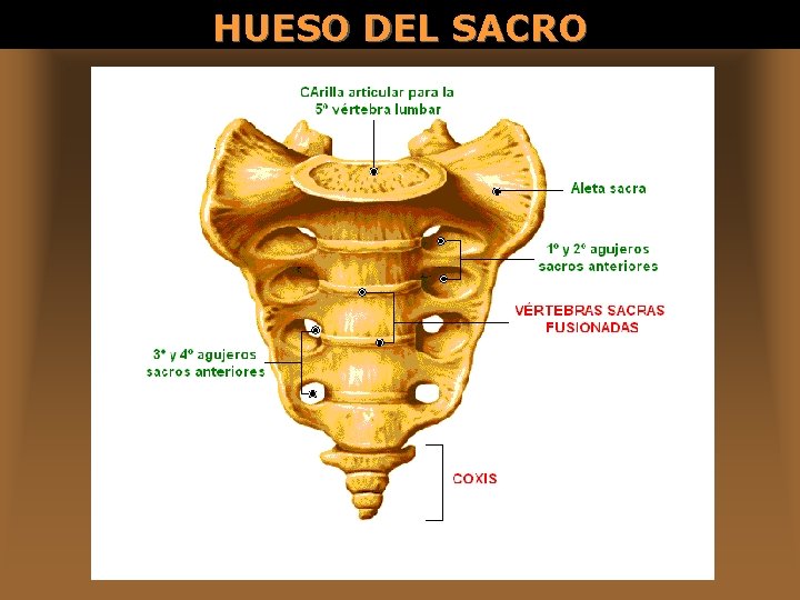 HUESO DEL SACRO 