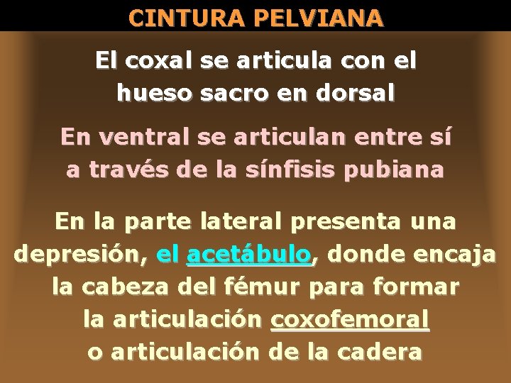 CINTURA PELVIANA El coxal se articula con el hueso sacro en dorsal En ventral