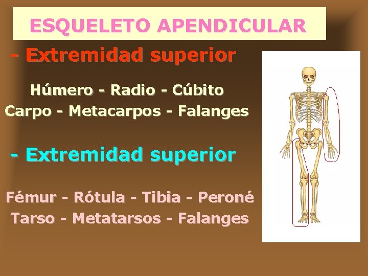 ESQUELETO APENDICULAR - Extremidad superior Húmero - Radio - Cúbito Carpo - Metacarpos -