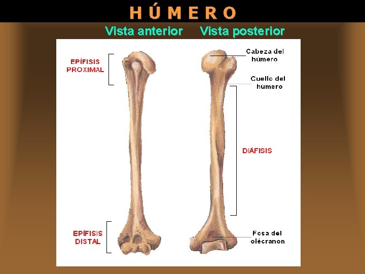 HÚMERO Vista anterior Vista posterior 