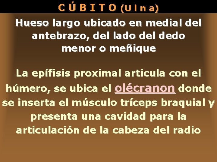 C Ú B I T O (U l n a) Hueso largo ubicado en