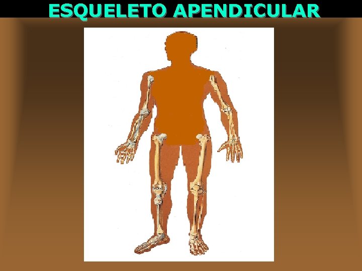 ESQUELETO APENDICULAR 