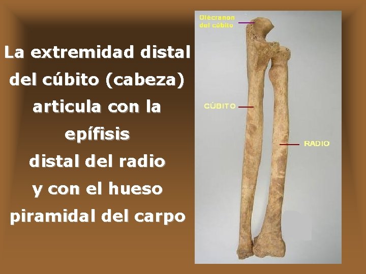 La extremidad distal del cúbito (cabeza) articula con la epífisis distal del radio y
