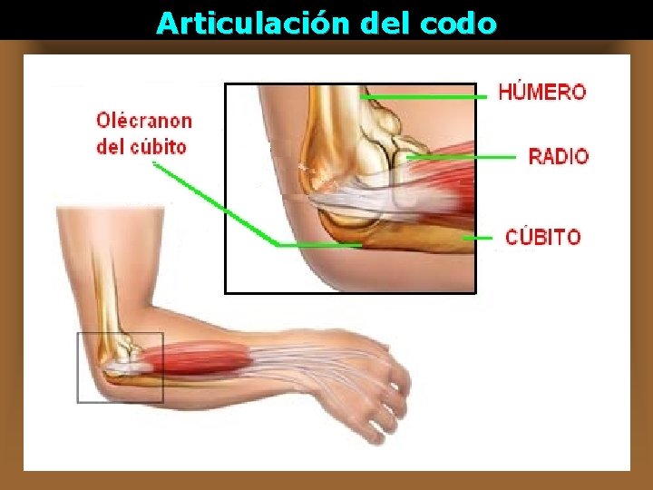 Articulación del codo 