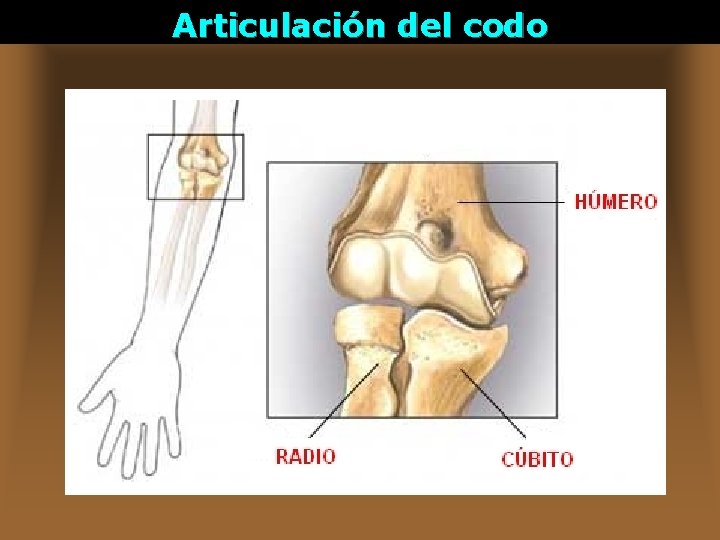 Articulación del codo 