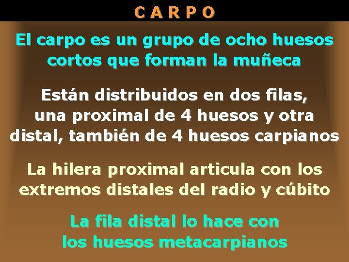 CARPO El carpo es un grupo de ocho huesos cortos que forman la muñeca