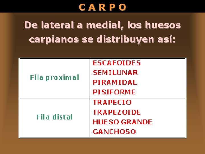 CARPO De lateral a medial, los huesos carpianos se distribuyen así: 