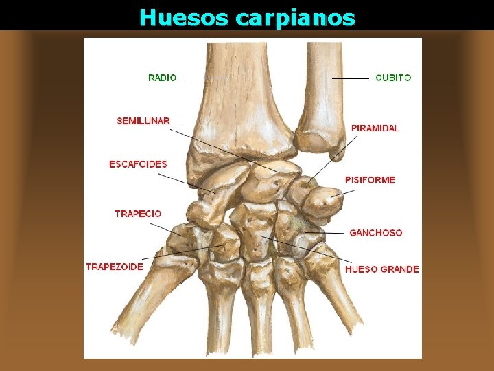 Huesos carpianos 