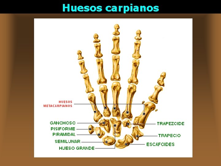 Huesos carpianos 