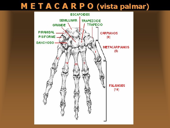 M E T A C A R P O (vista palmar) 