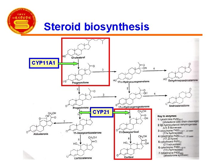 Steroid biosynthesis CYP 11 A 1 CYP 21 