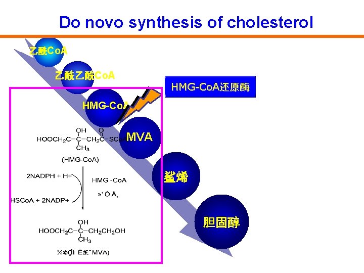 Do novo synthesis of cholesterol 乙酰Co. A 乙酰乙酰Co. A HMG-Co. A还原酶 HMG-Co. A MVA