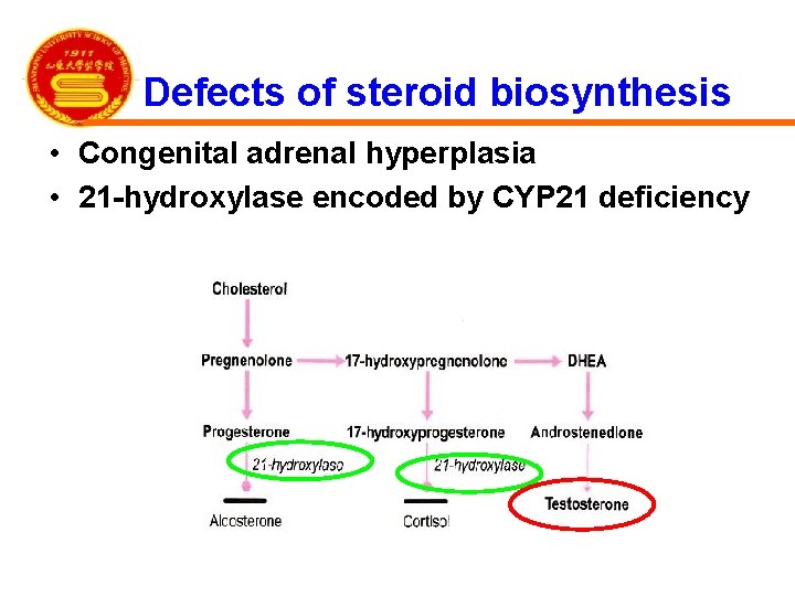 Defects of steroid biosynthesis • Congenital adrenal hyperplasia • 21 -hydroxylase encoded by CYP