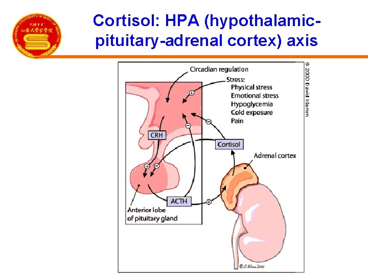 Cortisol: HPA (hypothalamicpituitary-adrenal cortex) axis 