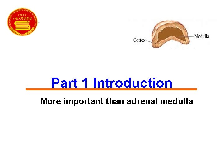 Part 1 Introduction More important than adrenal medulla 