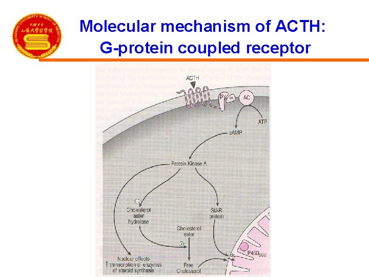 Molecular mechanism of ACTH: G-protein coupled receptor 