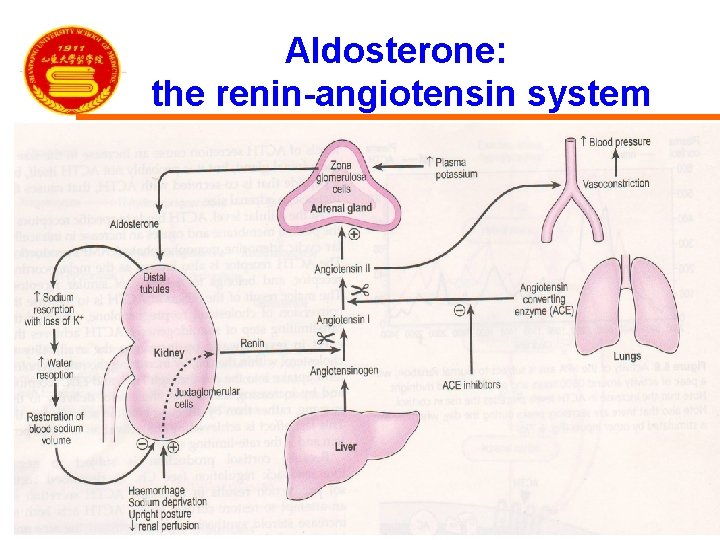 Aldosterone: the renin-angiotensin system 