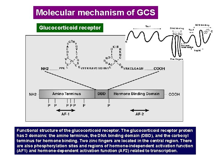 Molecular mechanism of GCS Glucocorticoid receptor Functional structure of the glucocorticoid receptor. The glucocorticoid