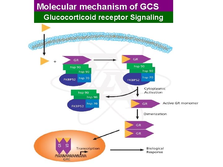 Molecular mechanism of GCS Glucocorticoid receptor Signaling 