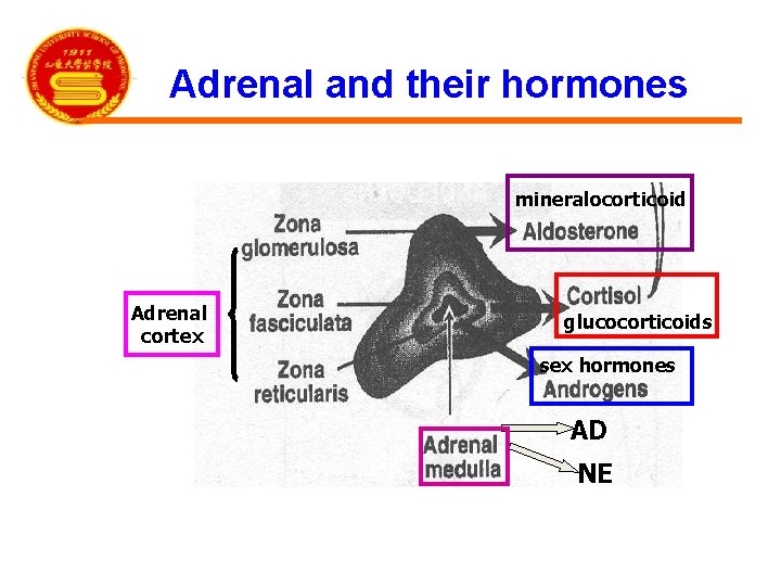 Adrenal and their hormones mineralocorticoid Adrenal cortex glucocorticoids sex hormones AD NE 