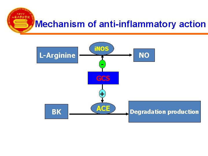 Mechanism of anti-inflammatory action L-Arginine i. NOS NO GCS + BK ACE Degradation production