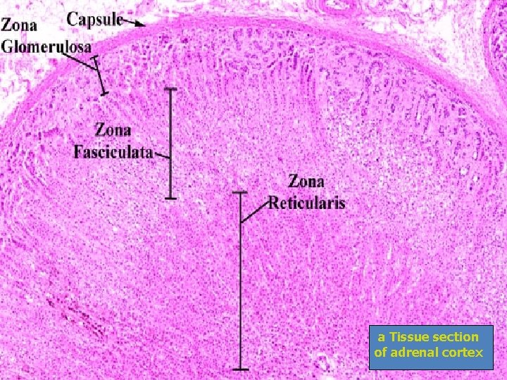 a Tissue section of adrenal cortex 