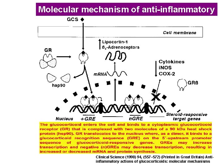 Molecular mechanism of anti-inflammatory Clinical Science (1998) 94, (557– 572) (Printed in Great Britain)