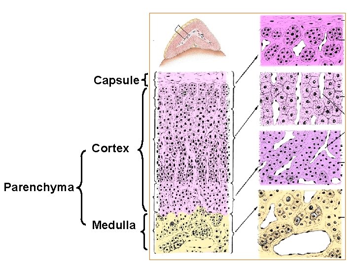 Capsule Cortex Parenchyma Medulla 