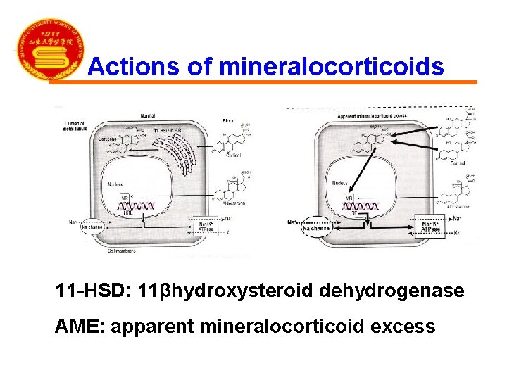 Actions of mineralocorticoids 11 -HSD: 11βhydroxysteroid dehydrogenase AME: apparent mineralocorticoid excess 