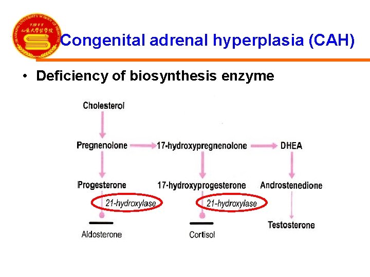 Congenital adrenal hyperplasia (CAH) • Deficiency of biosynthesis enzyme 