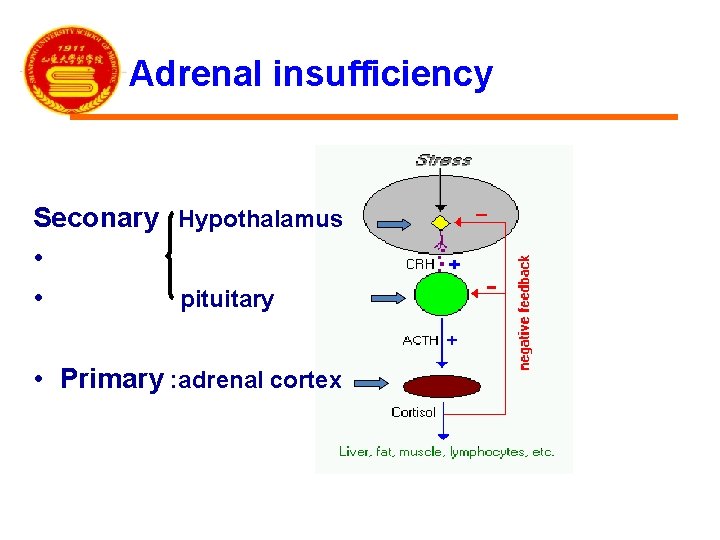 Adrenal insufficiency Seconary Hypothalamus • • pituitary • Primary : adrenal cortex 